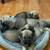 Cane Corso puppies 3 thumbnail