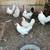 Hen and Rooster 1 thumbnail