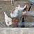 Chickens 1 thumbnail