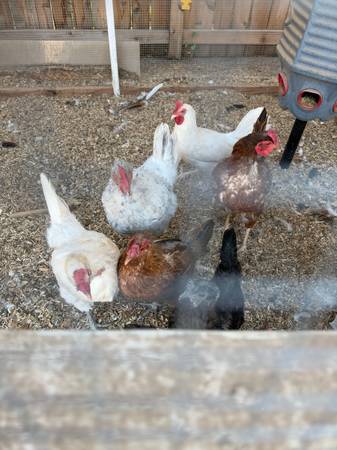 Chickens 1