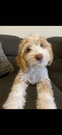 Australian Labradoodles (Surprise)64048129047939122