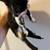 Cute well manored Black and White kitten Male 5 thumbnail