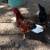 Production Red Roosters 4 thumbnail