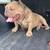 11 Months Exotic Micro Bully Male 2 thumbnail
