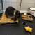 2 bunnies + supplies 5 thumbnail