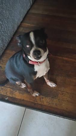 Terror older dog (Portland)63616273593987121