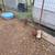 Young pullets/chickens 5 thumbnail