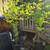 Zelkova tree’s 2 thumbnail