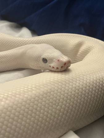 ball python 1
