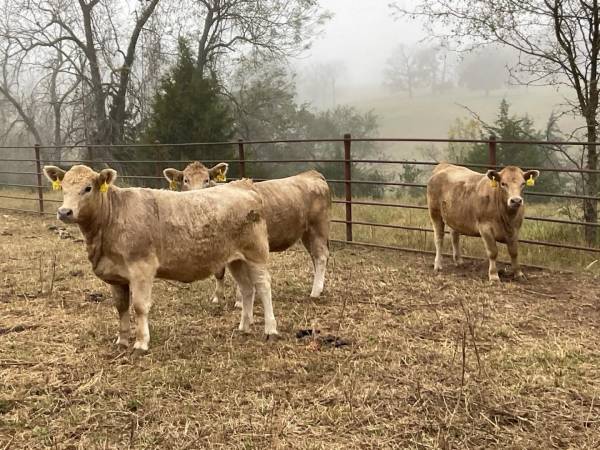 Charolais Cross Open Heifers – 800 lbs, Vet Checked 1