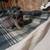 Brown chiweenie pup 3 thumbnail