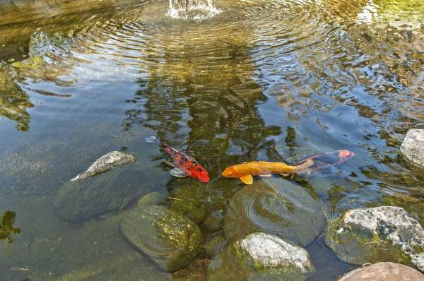 Inviting 1 BR-Private Entry, Walk-In Closet, Cat Friendly 1