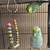 Parrotlet 6 thumbnail