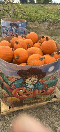Pumpkins 1