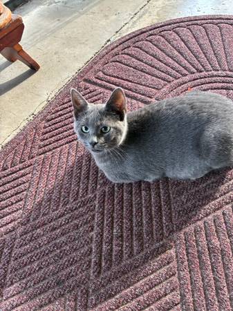 2 gatitos gratuitos (Gardners, Pensilvania)