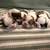 Shih tzu 3 thumbnail