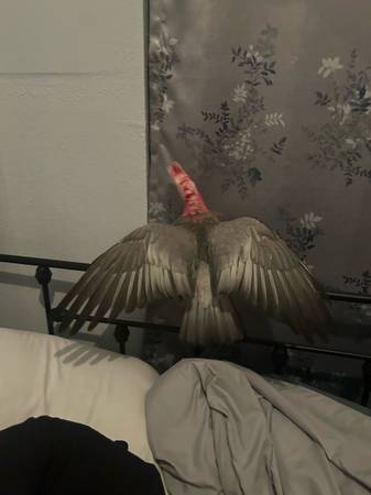 Galah cockatoo (Antelope)63919895212675121