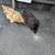 Chickens 14 thumbnail