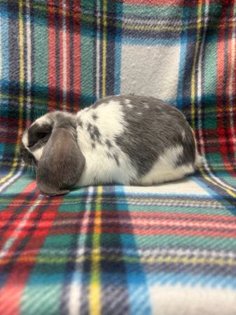 Bunny 1