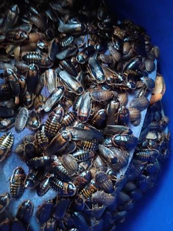 Roaches 1