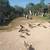 Pullets for sale 6 thumbnail