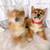 Shiba Puppies 3 thumbnail