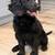 Goldendoodle Pups 4 thumbnail