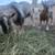 Nigerian Dwarf Goats 1 thumbnail