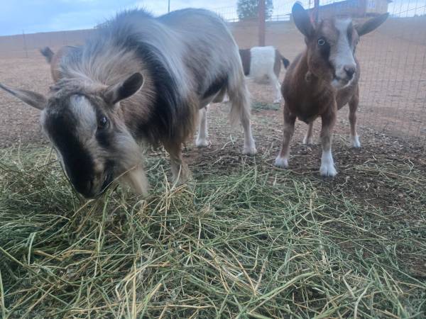 Nigerian Dwarf Goats 1