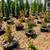 🧨Red Dynamite Crape Myrtle 3Gal 1 thumbnail