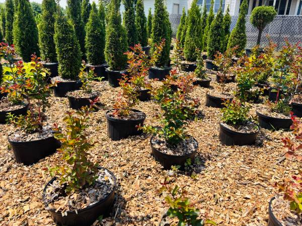 🧨Red Dynamite Crape Myrtle 3Gal 1