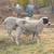 Breeding/ meat lambs 3 thumbnail