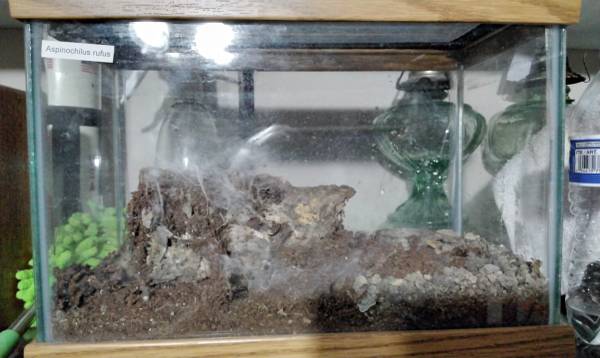 Two Tarantula enclosures 1