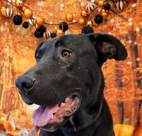 Pitty mix (San Jose)64045596847745121