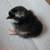 Chicks 6 thumbnail