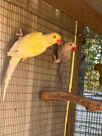 Handfed indian ringnecks (Dothan)5980693967516569613