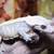 Crested Geckos 6 thumbnail