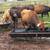 Cheap cows 7 thumbnail