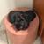 9 week old black kittens needs rehoming 2 thumbnail