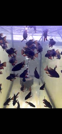 Black Ram Fish 1
