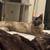 Missing Cat 4 thumbnail