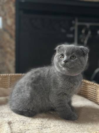 Rehoming Kittens63909865728258123