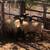 Sheep 3 thumbnail