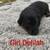 Mini Dachshund 1 thumbnail