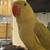 Indian Ringnecks 3 thumbnail