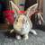 Mini Rex 5 thumbnail