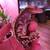 Crested gecko breeding pair 1 thumbnail