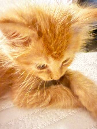 Rehoming 2 half maine-coone kittens.63693758205441122