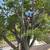 CHEAP CHEAP CHEAP CHEAP  “TREE SERVICE “ AND CONCRETE 3 thumbnail