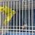 Parrotlets 2 thumbnail